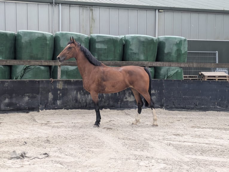 KWPN Yegua 6 años 165 cm Castaño in Veghel