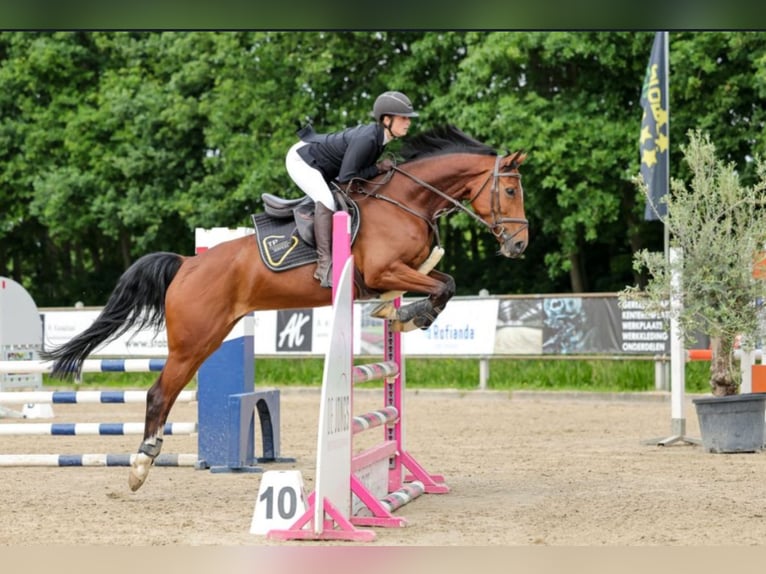 KWPN Yegua 6 años 165 cm Castaño in Maassluis