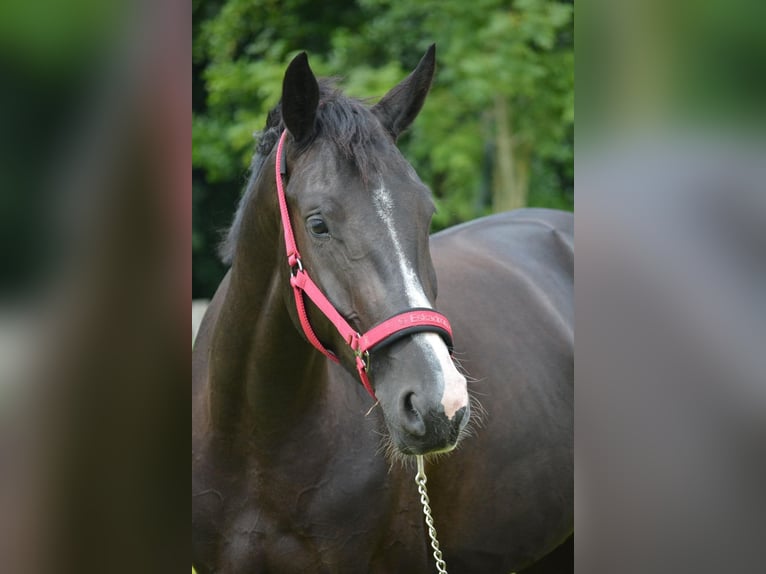 KWPN Yegua 6 años 165 cm Negro in Amstelveen