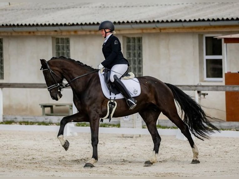 KWPN Yegua 6 años 165 cm Negro in Havlickuv Brod