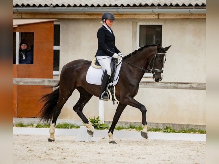 KWPN Yegua 6 años 165 cm Negro in Havlickuv Brod