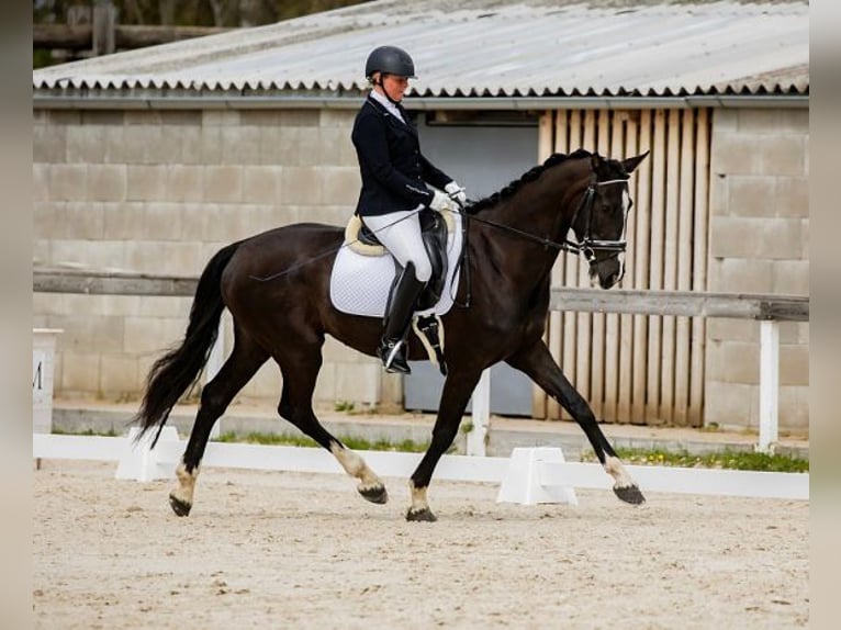 KWPN Yegua 6 años 165 cm Negro in Havlickuv Brod