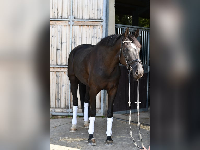 KWPN Yegua 6 años 165 cm Negro in Geilenkirchen