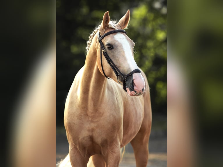 KWPN Yegua 6 años 165 cm Palomino in Windlach