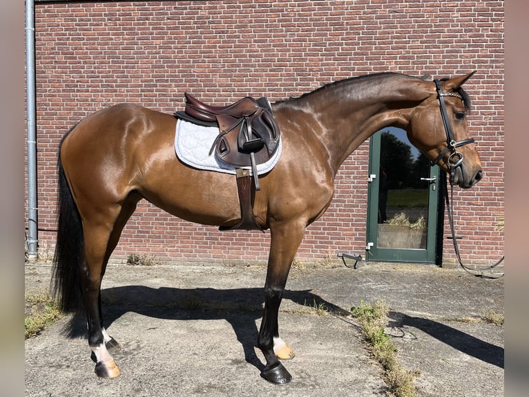 KWPN Yegua 6 años 167 cm Castaño in GROTE BROGEL