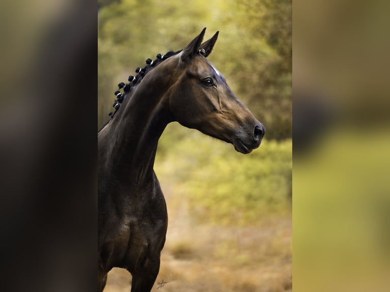 KWPN Yegua 6 años 167 cm Castaño oscuro in Vilanova I La Geltru