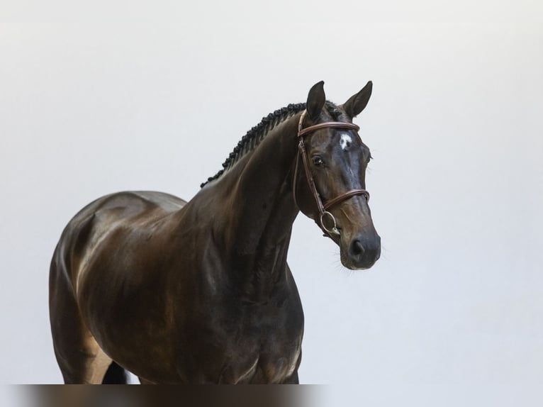 KWPN Yegua 6 años 168 cm Castaño oscuro in Waddinxveen
