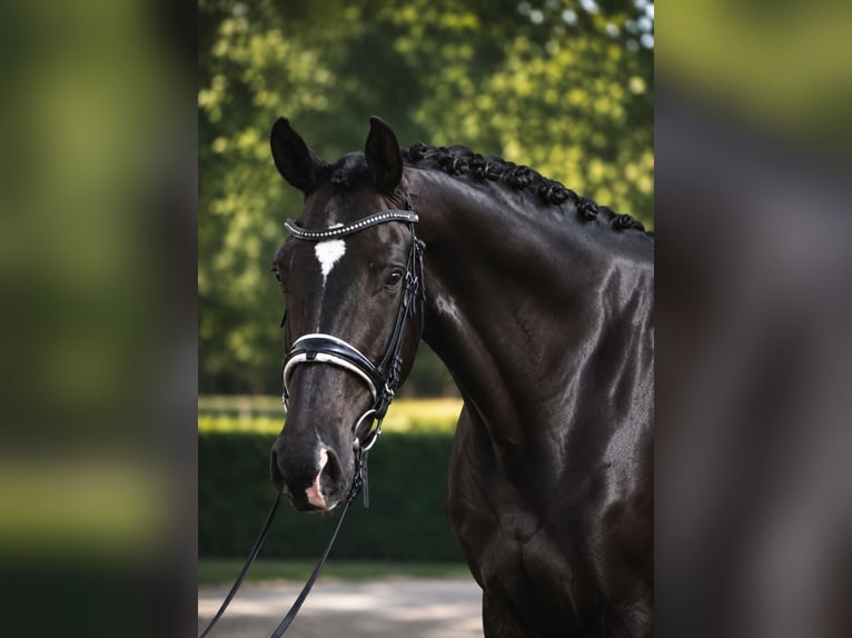 KWPN Yegua 6 años 168 cm Negro in Passau