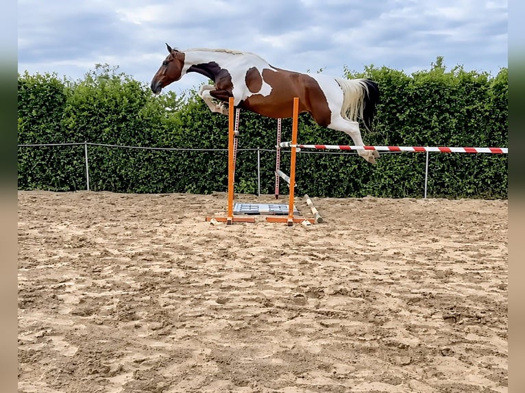 KWPN Yegua 6 años 168 cm Pío in Gijon