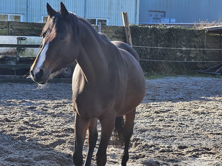 KWPN Yegua 6 años 170 cm Castaño oscuro in Ermelo