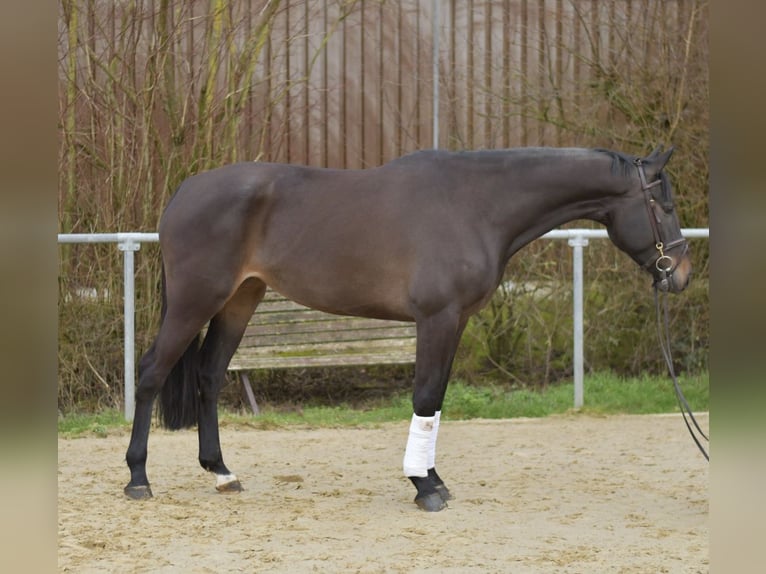 KWPN Yegua 6 años 170 cm Castaño oscuro in Geilenkirchen