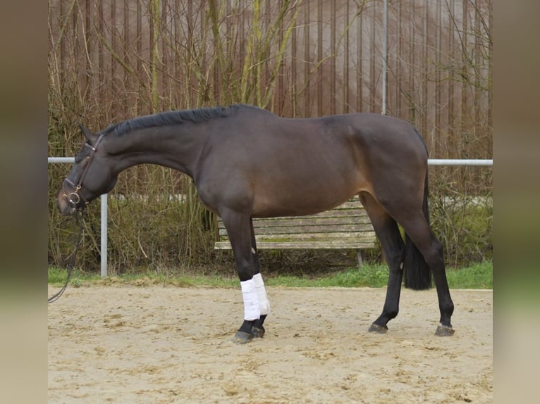 KWPN Yegua 6 años 170 cm Castaño oscuro in Geilenkirchen