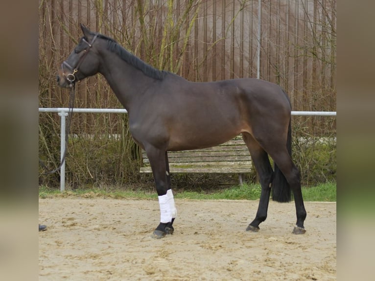 KWPN Yegua 6 años 170 cm Castaño oscuro in Geilenkirchen