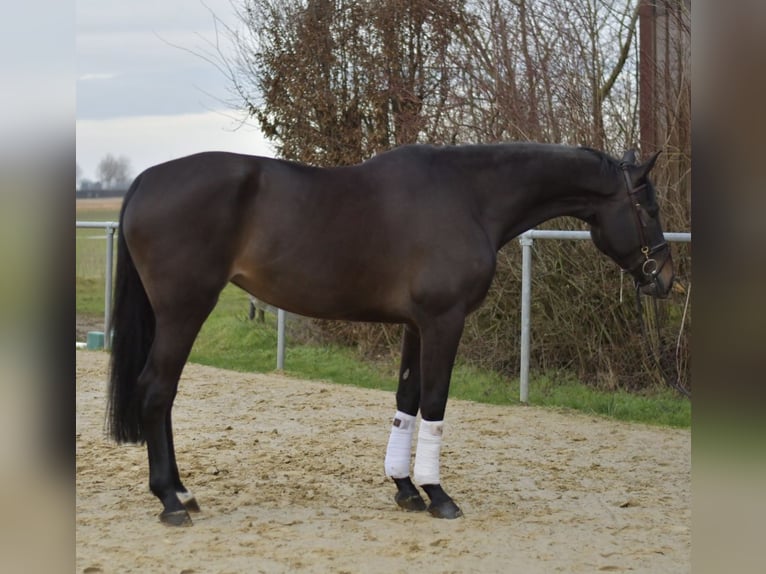 KWPN Yegua 6 años 170 cm Castaño oscuro in Geilenkirchen