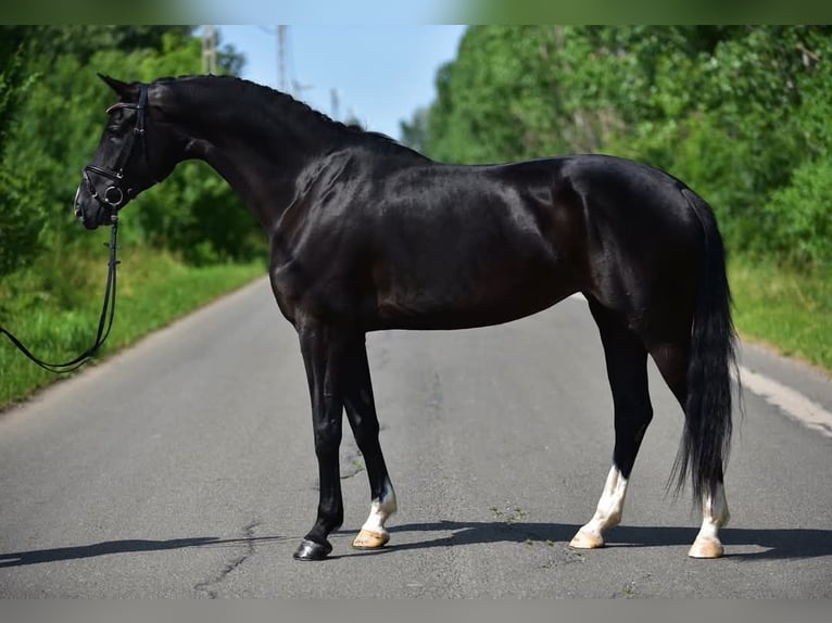 KWPN Yegua 6 años 170 cm Negro in Csabacs&#x171;d