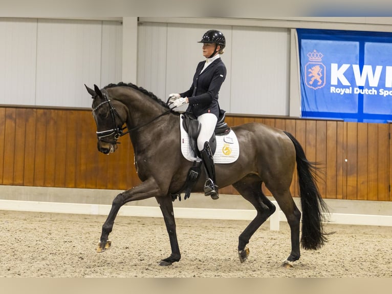 KWPN Yegua 6 años 171 cm Castaño oscuro in Aalsmeer