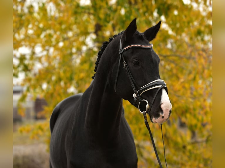 KWPN Yegua 6 años 172 cm Negro in B&#xE9;k&#xE9;scsaba