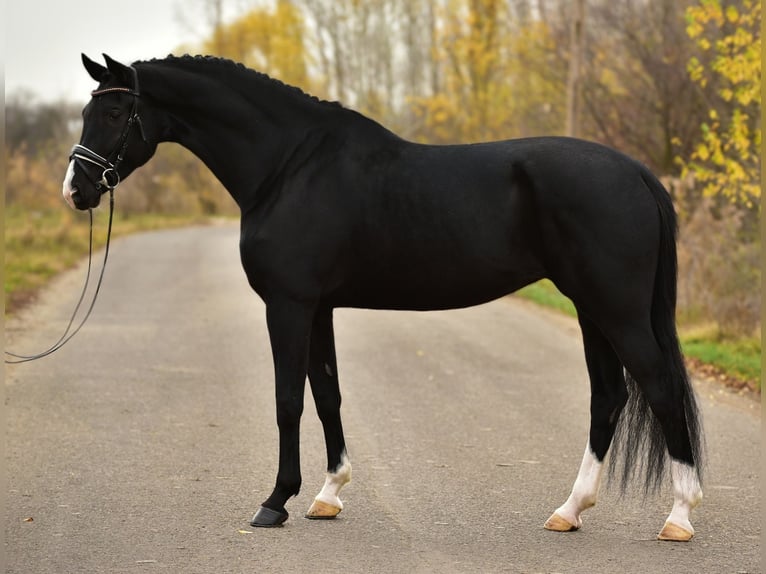 KWPN Yegua 6 años 172 cm Negro in B&#xE9;k&#xE9;scsaba