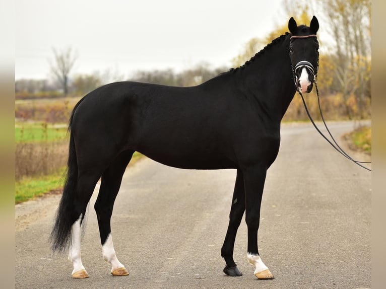 KWPN Yegua 6 años 172 cm Negro in B&#xE9;k&#xE9;scsaba