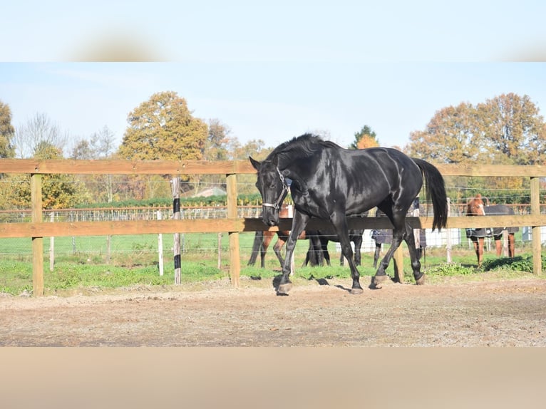 KWPN Yegua 6 años 172 cm Negro in Achtmaal