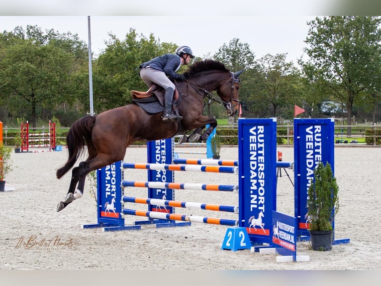 KWPN Yegua 6 años 173 cm Castaño in Stadskanaal