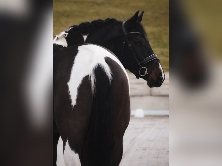 KWPN Yegua 6 años 174 cm Pío in Nettersheim