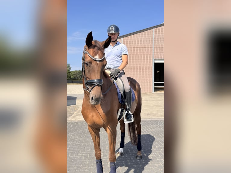 KWPN Yegua 6 años 175 cm Alazán-tostado in Arendonk