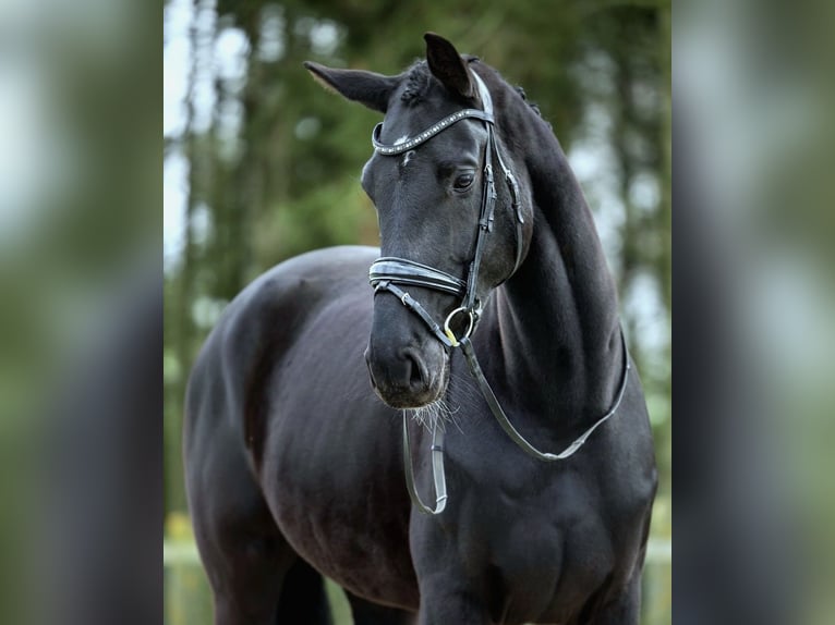 KWPN Yegua 6 años 175 cm Negro in Schöneiche bei Berlin