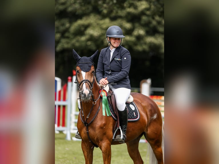 KWPN Yegua 7 años 160 cm Alazán in Paderborn