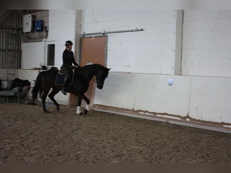 KWPN Yegua 7 años 160 cm Negro in Großrinderfeld