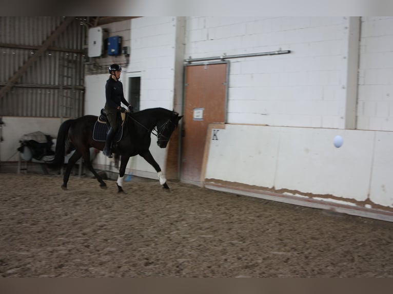 KWPN Yegua 7 años 160 cm Negro in Großrinderfeld