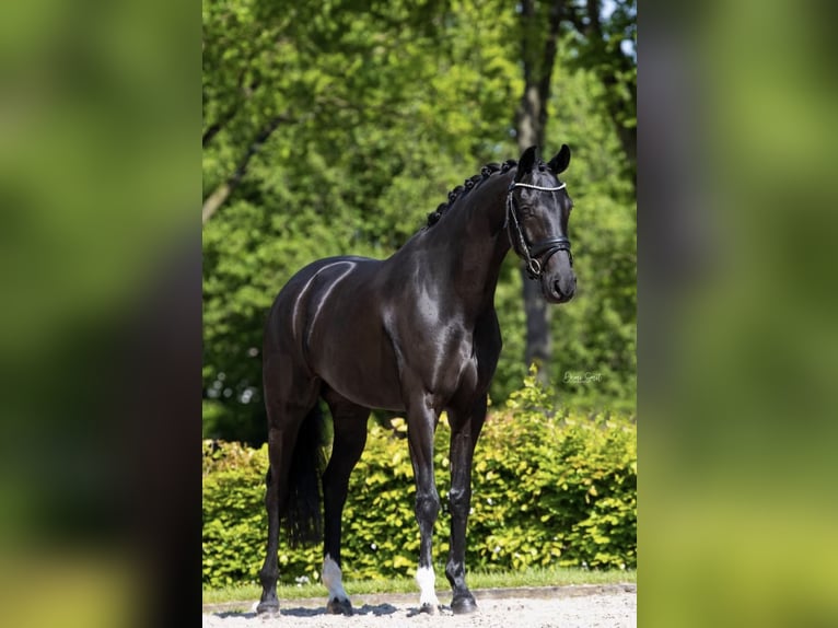 KWPN Yegua 7 años 164 cm Negro in Zoetermeer