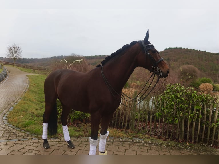 KWPN Yegua 7 años 165 cm Castaño in Haiger