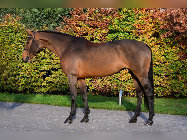 KWPN Yegua 7 años 165 cm Castaño oscuro in Bladel