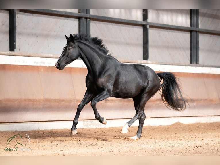 KWPN Yegua 7 años 165 cm Negro in Grenoble