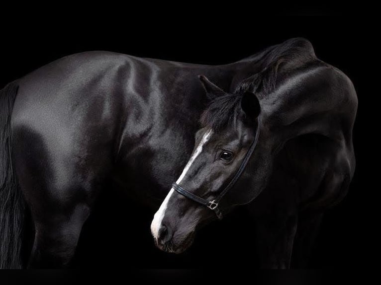 KWPN Yegua 7 años 165 cm Negro in Grenoble