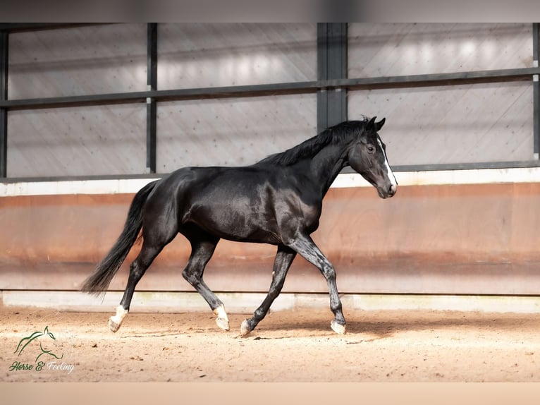 KWPN Yegua 7 años 165 cm Negro in Grenoble