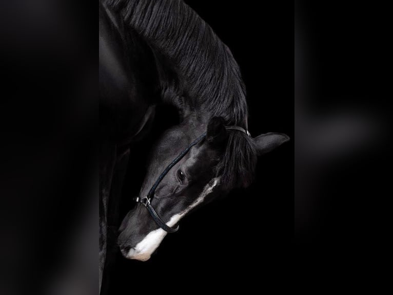 KWPN Yegua 7 años 165 cm Negro in Grenoble