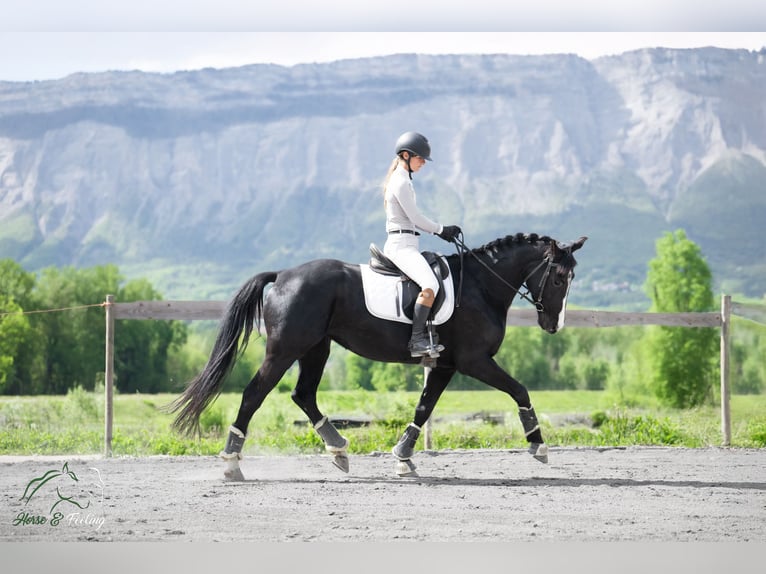 KWPN Yegua 7 años 165 cm Negro in Grenoble