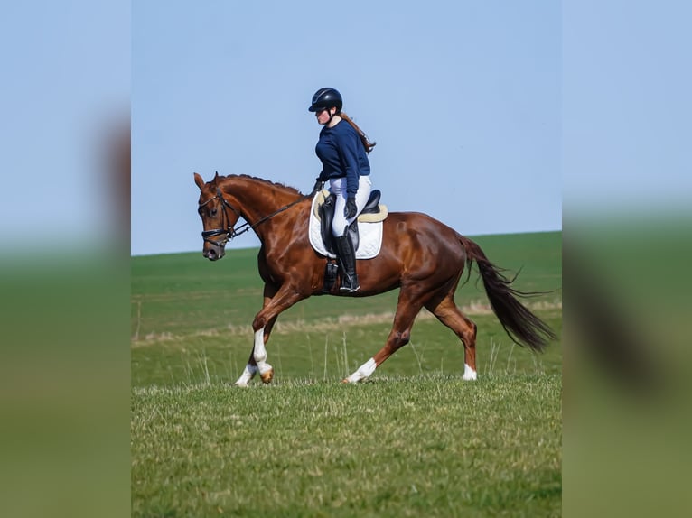 KWPN Yegua 7 años 167 cm Alazán in Nettersheim