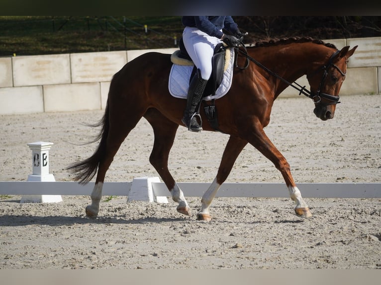 KWPN Yegua 7 años 167 cm Alazán in Nettersheim