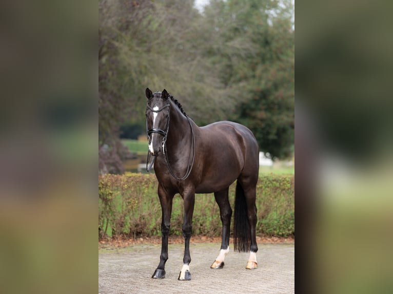 KWPN Yegua 7 años 167 cm Negro in De Moer