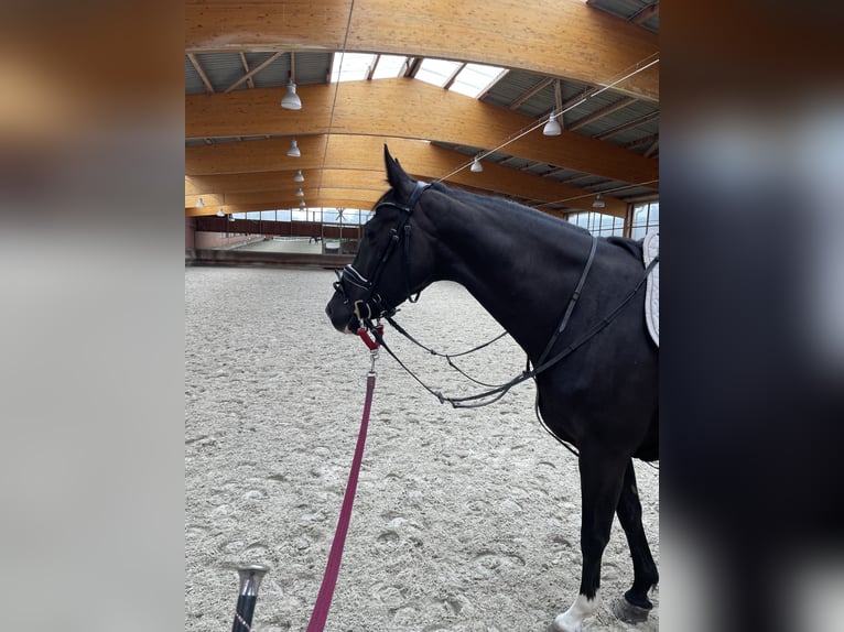 KWPN Yegua 7 años 167 cm Negro in Tremsdorf