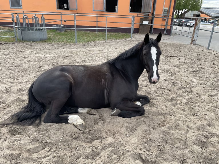 KWPN Yegua 7 años 167 cm Negro in Tremsdorf