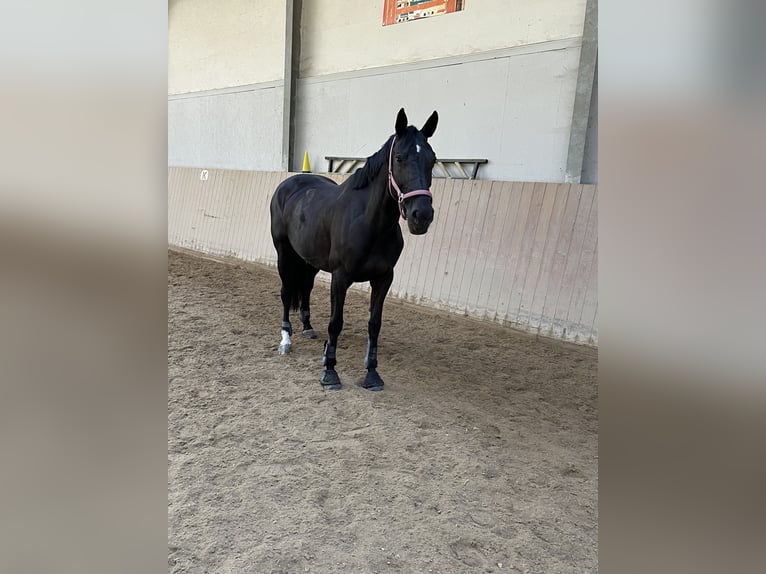 KWPN Yegua 7 años 167 cm Negro in Hartlmühl