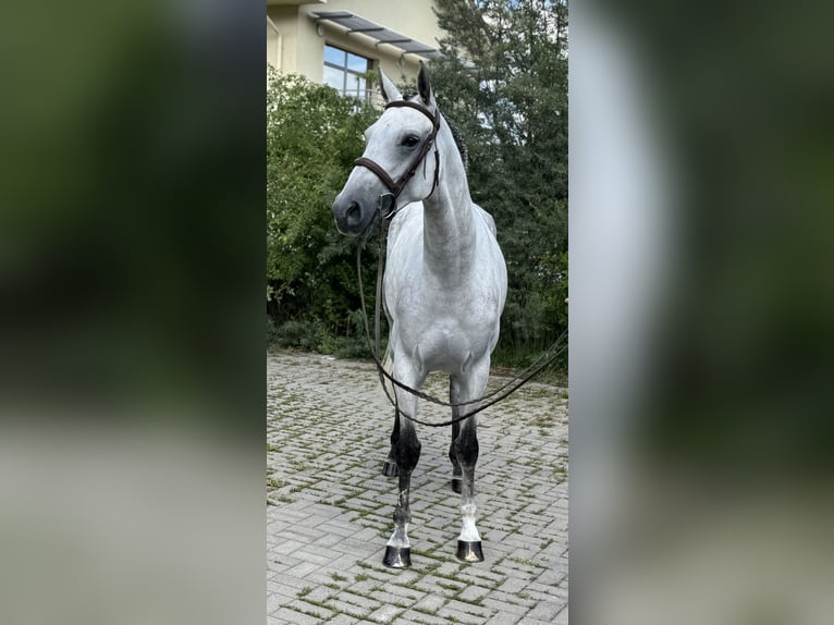 KWPN Yegua 7 años 167 cm Tordo in GROTE-BROGEL