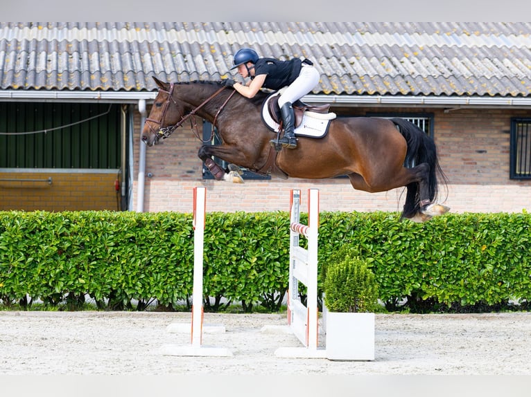KWPN Yegua 7 años 168 cm Castaño in Waddinxveen