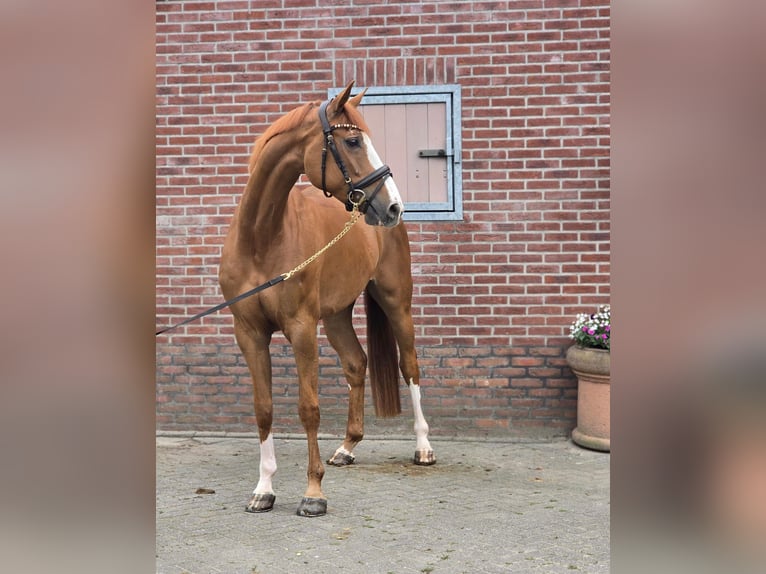 KWPN Yegua 7 años 170 cm Alazán in Someren