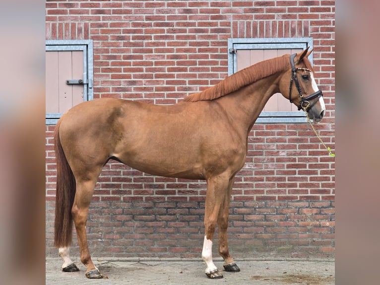 KWPN Yegua 7 años 170 cm Alazán in Someren