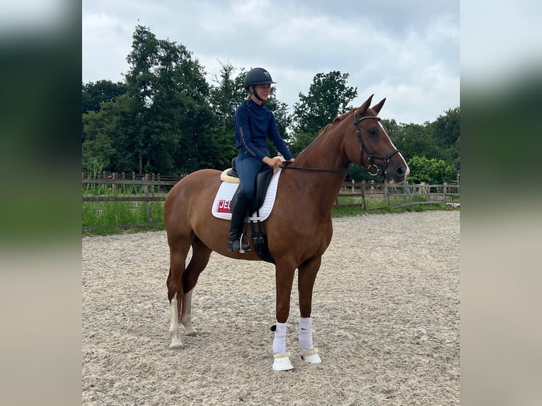 KWPN Yegua 7 años 171 cm Alazán in Oosterstreek